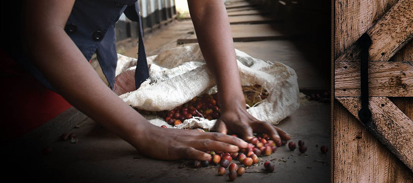 COME ON IN TO FAIRTRADE - New Kings Coffee